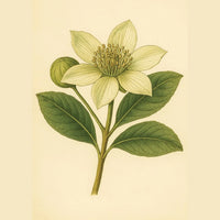 Quillaja Saponaria